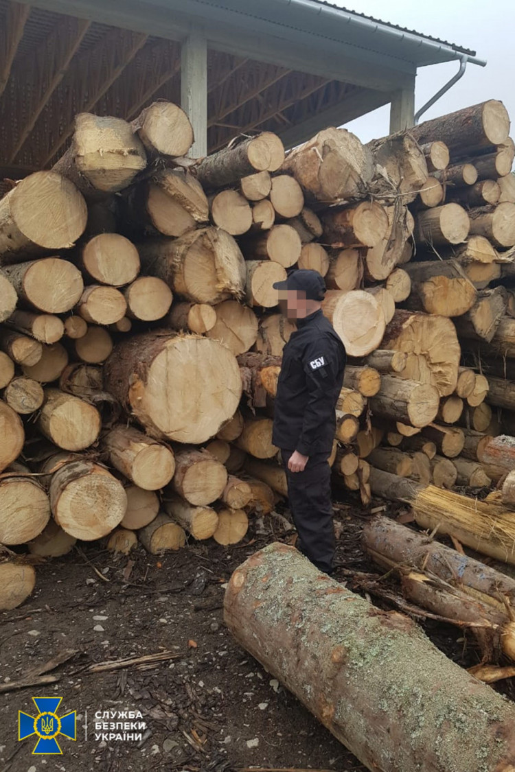 Незаконно зрубана цінна деревина 