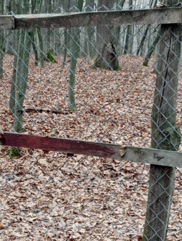 Сокирянська міська рада фото з місця вбивства оленя