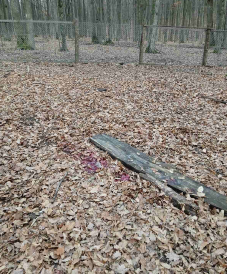Вбили оленя На території Ломачинецького лісництва